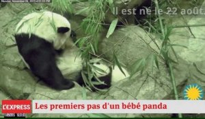 Un bébé panda effectue ses premiers pas