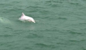 Les dauphins roses de Hong Kong menacés de disparition