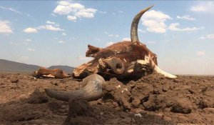Afrique du Sud : le bétail décimé par la sécheresse