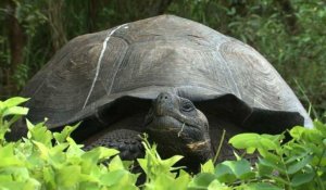 Galapagos: une nouvelle espèce de tortue géante identifiée