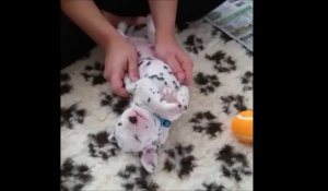 Ce bébé Dalmatien qui se fait masser est trop chou !