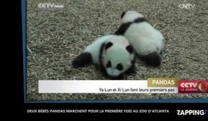 Zoo d'Atlanta : Deux bébés pandas marchent pour la première fois (Vidéo)