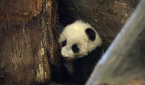 Première apparition publique des pandas jumeaux du zoo de Vienne