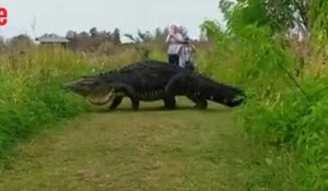 En Floride, un énorme alligator se promène devant les touristes