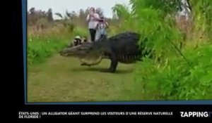Un alligator géant passe devant des touristes dans une réserve naturelle en Floride (Vidéo)