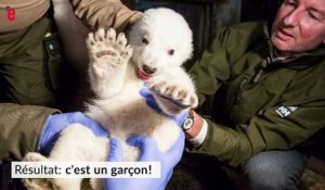 Un petit ours polaire né au zoo de Berlin