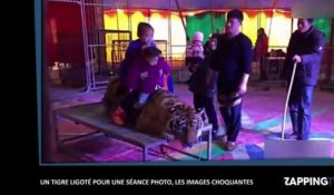 Chine : Un tigre ligoté pour une séance photo, les images choquantes (Vidéo)