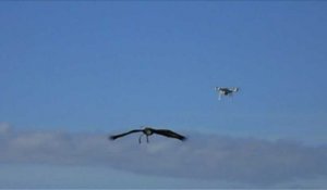 L'armée se dote d'aigles contre les drones