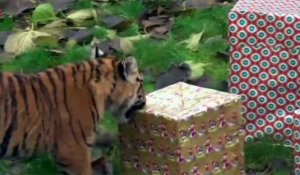 Sucreries et gros cadeaux: le Père Noël passe en avance dans les zoos