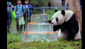 Pan Pan, le plus vieux panda mâle du monde, est mort à l'âge de 31 ans