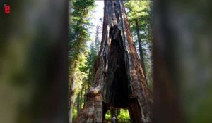 Califonie: un célèbre séquoia géant terrassé par une tempête