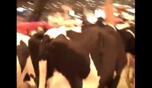 Camélia la vache bretonne débarque au salon de l'agriculture à Paris