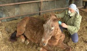 Remède de cheval: en Serbie, le sauveur improbable des destriers