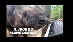 Ce rhinocéros sait jouer du piano (mais il a encore quelques progrès à faire)