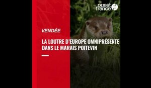 VIDÉO. Vendée : la loutre d’Europe est omniprésente dans le Marais poitevin