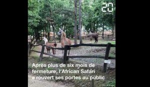 Déconfinement à Toulouse : Le zoo African Safari rouvre ses portes