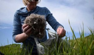 En Islande, le trésor des plumes les plus chères du monde