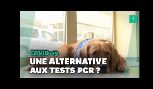 Covid-19: Le premier chien renifleur a été testé en Alsace