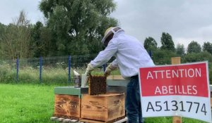 Vendin-lès-Béthune : des abeilles élisent domicile au crématorium