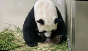 A Singapour, un panda est né au zoo par insémination artificielle