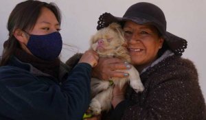 Bolivie : une messe en l'honneur de saint Roch, le saint patron des chiens