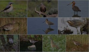 Dix espèces d'oiseaux en voie d'extinction dans le Nord et le Pas-de-Calais