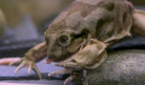 Royaume-Uni: des grenouilles en voie d'extinction au zoo de Chester