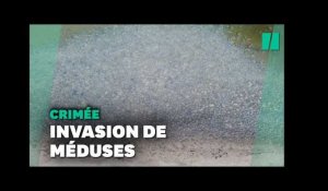 Des milliers de méduses envahissent les plages de Crimée et font fuir les touristes