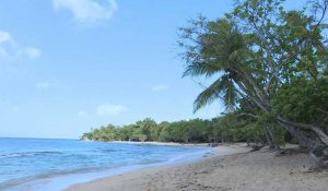 Martinique: plage quasi-déserte sur l'île reconfinée