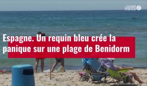 VIDÉO. Espagne : un requin bleu crée la panique sur une plage de Benidorm