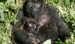 RDC: nouvelle naissance d'un gorille de montagne au parc des Virunga