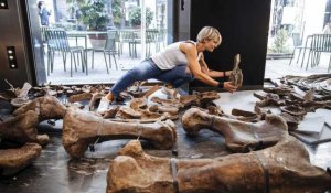 "Big John" : le plus grand tricératops jamais découvert exposé à Paris
