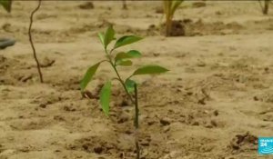 Journée de la Terre : une grande muraille verte pour lutter contre la désertification en Afrique