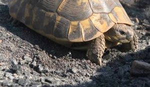 Incendie dans le Var: des tortues sauvées dans une réserve naturelle