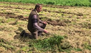 Elnes: un pâture labourée sauvagement, des agriculteurs à nouveau cilbles de vandalisme