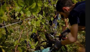 Comment se passeront les vendanges de 2021 ? 