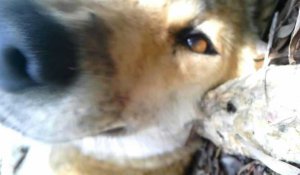 Australie: des images inédites révèlent la vie secrète d'un dingo