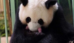 France : naissance de jumelles pandas au zoo de Beauval