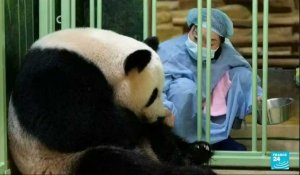 En France, deux pandas géants sont nés au zoo de Beauval