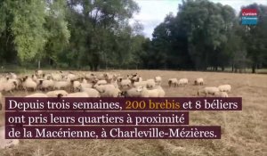 Charleville-Mézières: 200 brebis sur le site de la Macérienne