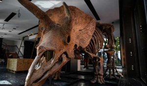 NoComment : le tricératops "Big John" adjugé 6,6 millions d'euros à Paris