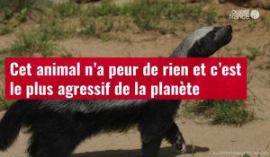 VIDÉO. Cet animal n’a peur de rien et c’est le plus agressif de la planète