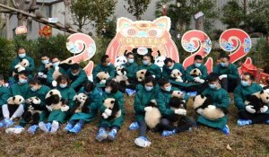En Chine, des pandas se préparent pour célébrer le nouvel an