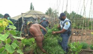Afrique de Sud: un "roi" indigène arrêté pour avoir fait pousser du cannabis
