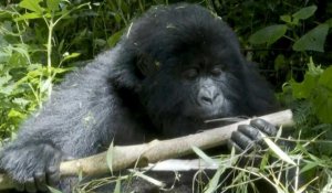 Rwanda: trop de gorilles dans le parc national des Volcans ?