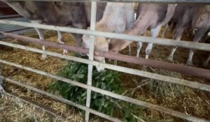 Feignies : à la Camélerie, les chameaux dégustent les sapins