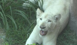 Au Pérou, de rares lionceaux blancs dans un zoo