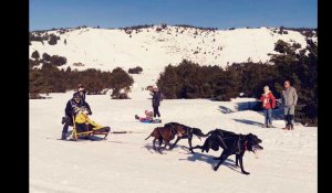 La Llagonne (66) - 3e Musher race - course de chien de traineau