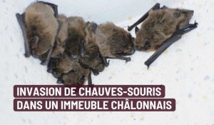 Invasion de chauves-souris dans un immeuble du centre-ville de Châlons-en-Champagne