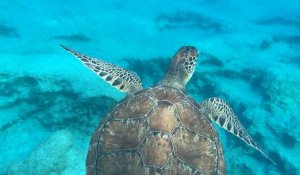 Chypre: une tortue verte nage en Méditerranée
